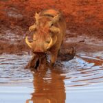 5 Days Tsavo East ,Tsavo West and Saltlick lodge Safari - The Value of This Safari