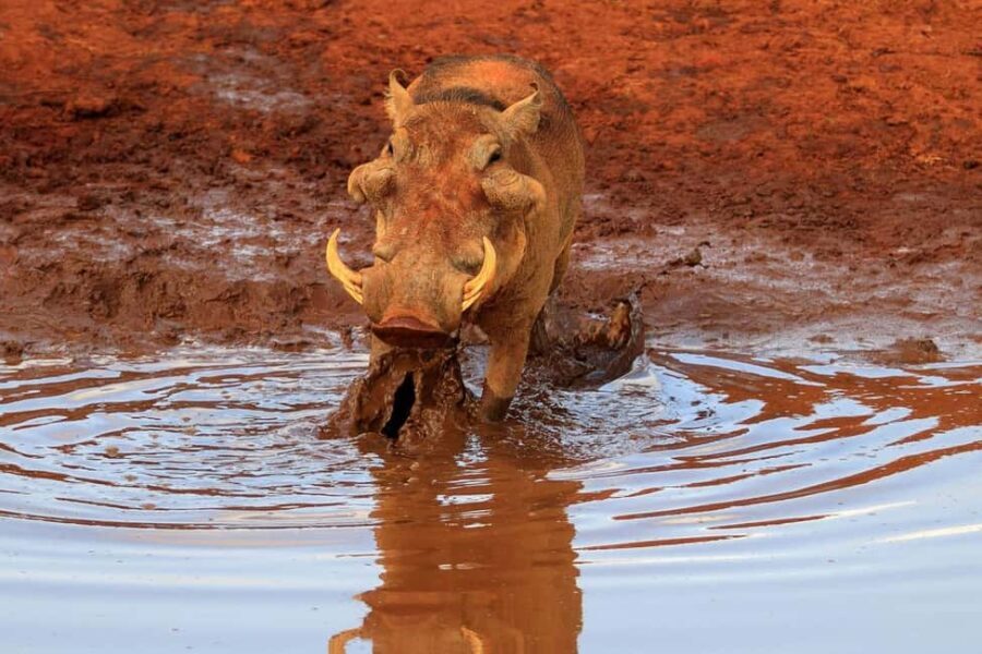 5 Days Tsavo East ,Tsavo West and Saltlick lodge Safari - The Value of This Safari