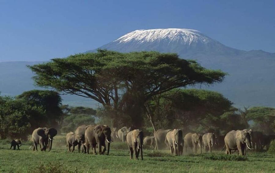 5 days Tsavo East, West, Amboseli & Saltlick lodge safari - What’s Included & What’s Not