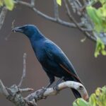 5 Days, Unforgettable Wildlife Safari Experience - Authentic Experiences from Reviews