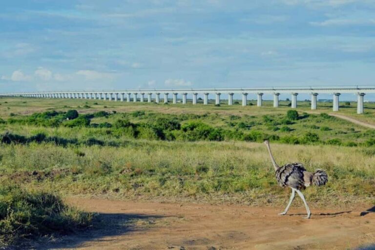 5 Hour - Tour Nairobi National Park Or Evening Game Drive - The Itinerary in Detail