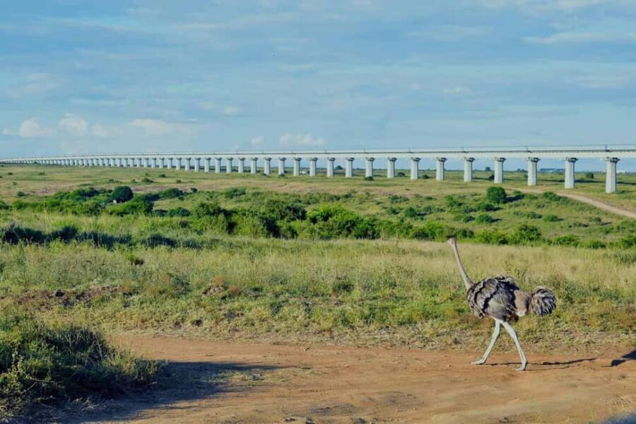 5 Hour - Tour Nairobi National Park Or Evening Game Drive - The Itinerary in Detail
