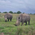 5 Hours Nairobi National Park Game Drive Tour 4x4 Open Roof - Wildlife Encounters: What You’re Likely to See