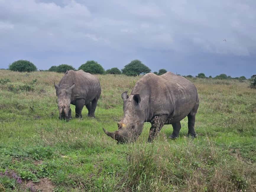 5 Hours Nairobi National Park Game Drive Tour 4x4 Open Roof - Wildlife Encounters: What You’re Likely to See