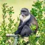 5 Hours Nairobi National Park Guided Tour with Free Pickup - The Role of the Guide