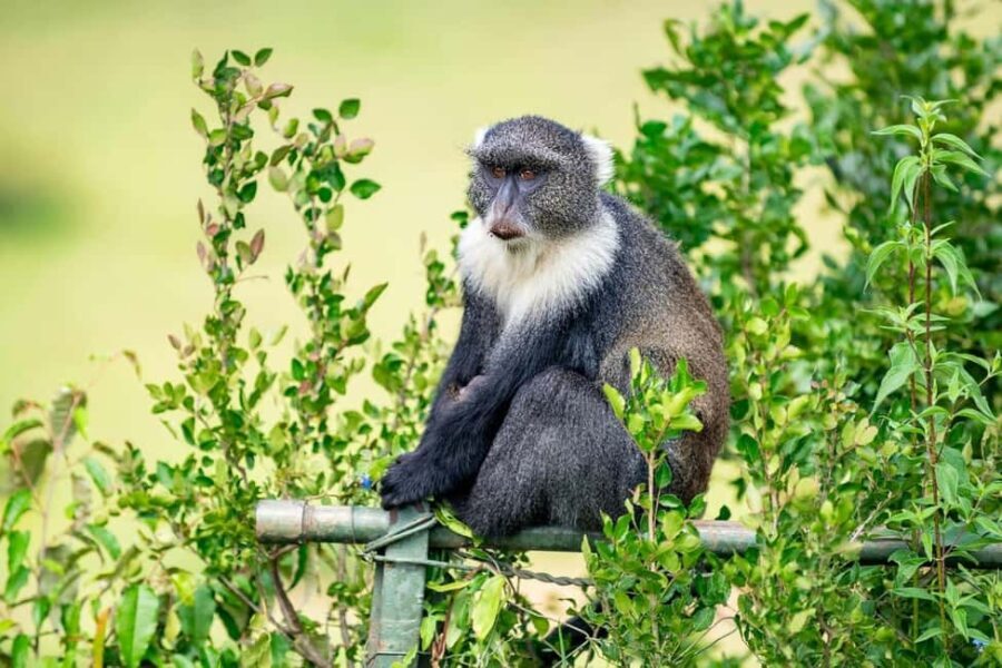 5 Hours Nairobi National Park Guided Tour with Free Pickup - The Role of the Guide