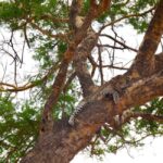 5days 4nights Uncover the Hidden Treasure of Southern Safari - Why This Tour Offers Great Value