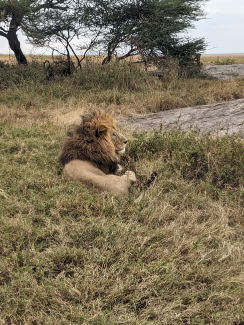 5Days, Tanzania Lodge Safaris & Hot Air Balloon - Day 3: Serengeti — The Iconic Wilderness