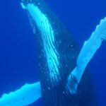 5h Respectful whale excursion complete - The Itinerary Breakdown: What to Expect