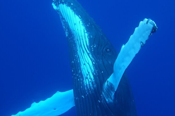 5h Respectful whale excursion complete - The Itinerary Breakdown: What to Expect
