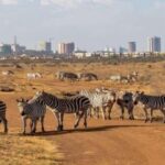 5Hrs Nairobi National Park MorningEvening Gamedrive 4x4 Van - FAQ