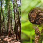 6.5 hour Small-Group Rotorua Naturally Shore Excursion - Tauranga - Transport, Group Size, and Duration