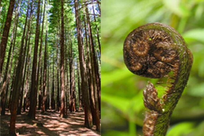 6.5 hour Small-Group Rotorua Naturally Shore Excursion - Tauranga - Transport, Group Size, and Duration