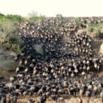 6-Day Budget Serengeti Wildebeest Migration Safari - Practical Considerations and Value