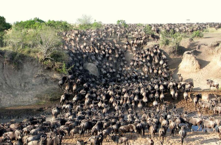 6-Day Budget Serengeti Wildebeest Migration Safari - Practical Considerations and Value