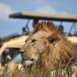 6-Day Comfort Safari to Tarangire, Serengeti, and Ngorongoro - Exploring Tanzania’s Top Wildlife Parks