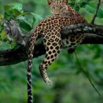 6 Day Gorilla tracking and Wildlife Safari - Value and Experience: What Makes This Tour Stand Out