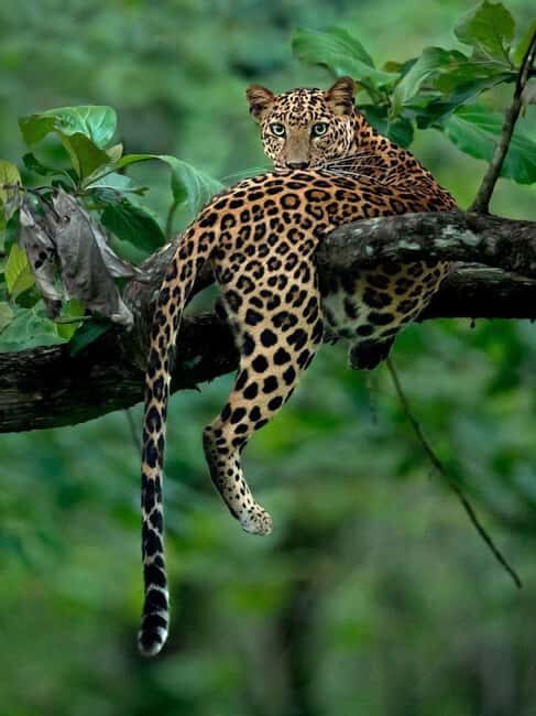 6 Day Gorilla tracking and Wildlife Safari - Value and Experience: What Makes This Tour Stand Out