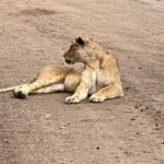 6-Day kenya safari to Amboseli and Tsavo west & East. - What Sets This Safari Apart