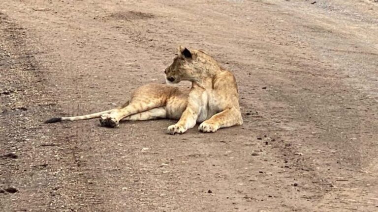 6-Day kenya safari to Amboseli and Tsavo west & East. - What Sets This Safari Apart
