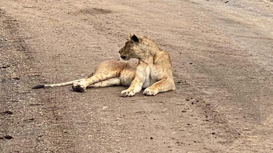 6-Day kenya safari to Amboseli and Tsavo west & East. - What Sets This Safari Apart
