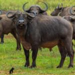 6-Day Lake Mburo NP Queen Elizabeth NP & Murchison Falls - A Closer Look at the 6-Day Uganda Safari