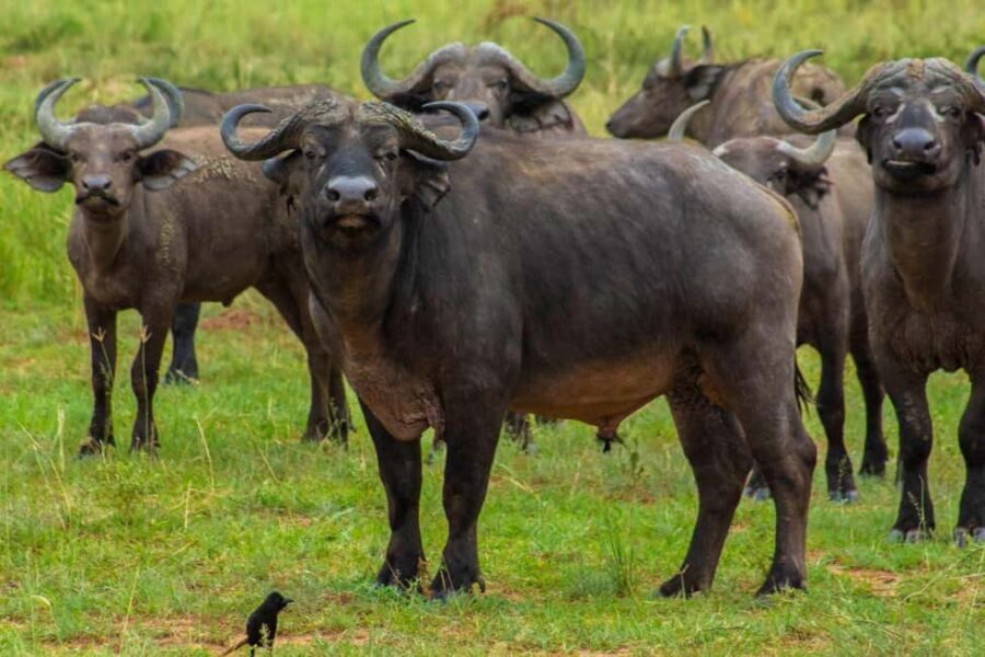 6-Day Lake Mburo NP Queen Elizabeth NP & Murchison Falls - A Closer Look at the 6-Day Uganda Safari