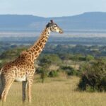 6-Day Majestic Tanzania - High - End - Who Is This Tour Best For?