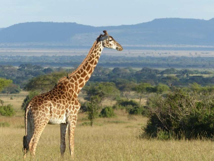 6-Day Majestic Tanzania - High - End - Who Is This Tour Best For?