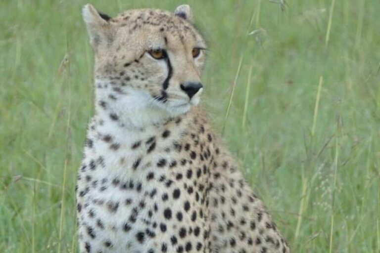 6 Day - Manyara, Serengeti, Ngorongoro & Tarangire Safari - The Practicalities