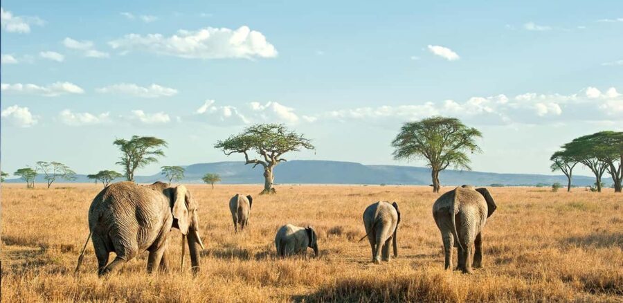 6-Day Masai Mara/Serengeti and Ngorongoro Crater - Key Points