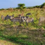 6-Day Mid-Luxury Highlights of Tanzania - Final Thoughts: Who Is This Tour Best For?