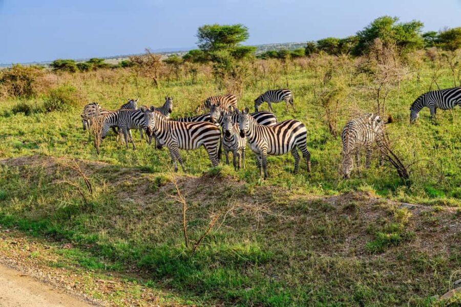 6-Day Mid-Luxury Highlights of Tanzania - Final Thoughts: Who Is This Tour Best For?