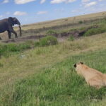 6-Day Mid-Luxury Safari: Luxury Accommodation - An In-Depth Look at the 6-Day Kenya Safari Experience