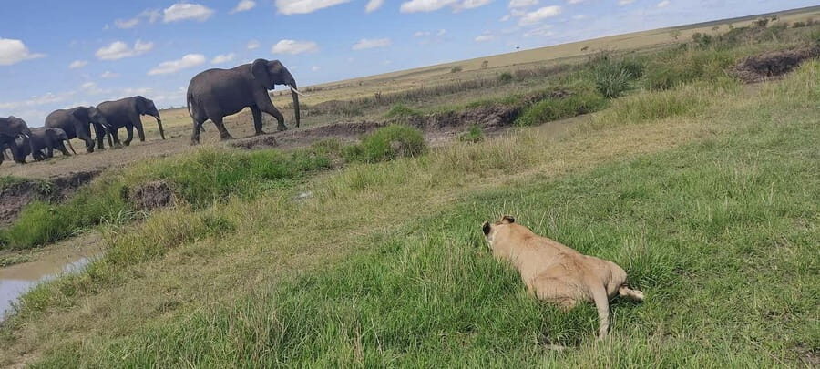 6-Day Mid-Luxury Safari: Luxury Accommodation - An In-Depth Look at the 6-Day Kenya Safari Experience