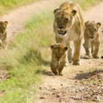 6 - Day Northern Tanzania Affordable Safari - What’s Included and What’s Not