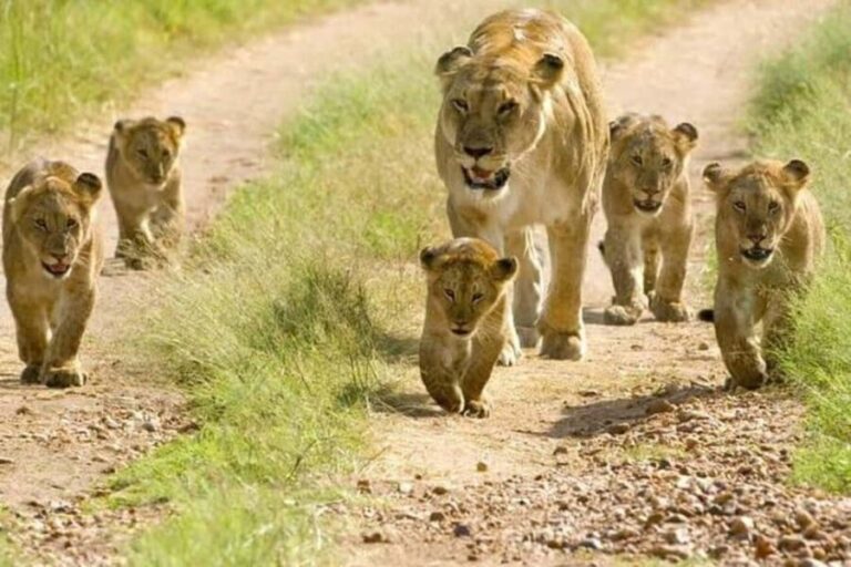 6 - Day Northern Tanzania Affordable Safari - What’s Included and What’s Not