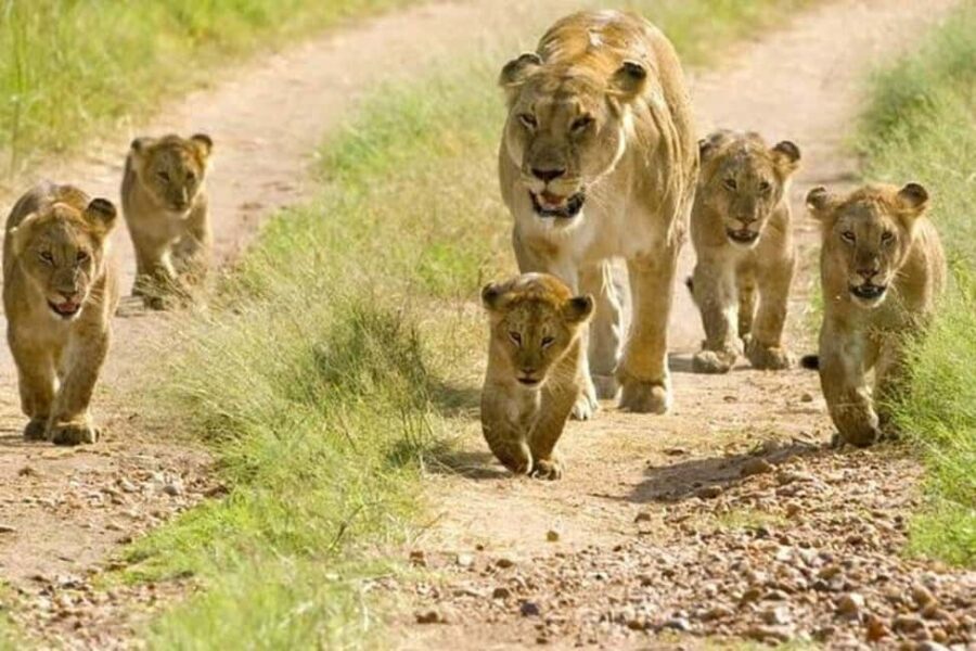 6 - Day Northern Tanzania Affordable Safari - What’s Included and What’s Not