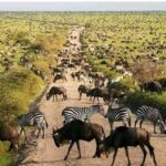 6-Day Private Wildlife and Cultural Tourism Safari - The Practical Side: What’s Included and What’s Not