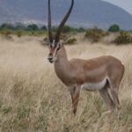 6-Day Safari Adventure: Samburu, Aberdare and Lake Naivasha - Experience Quality and Comfort