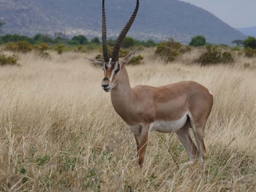 6-Day Safari Adventure: Samburu, Aberdare and Lake Naivasha - Experience Quality and Comfort