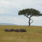 6 Day Safari Tarangire , Manyara , Ngorongoro & Serengeti - What Makes This Tour Stand Out