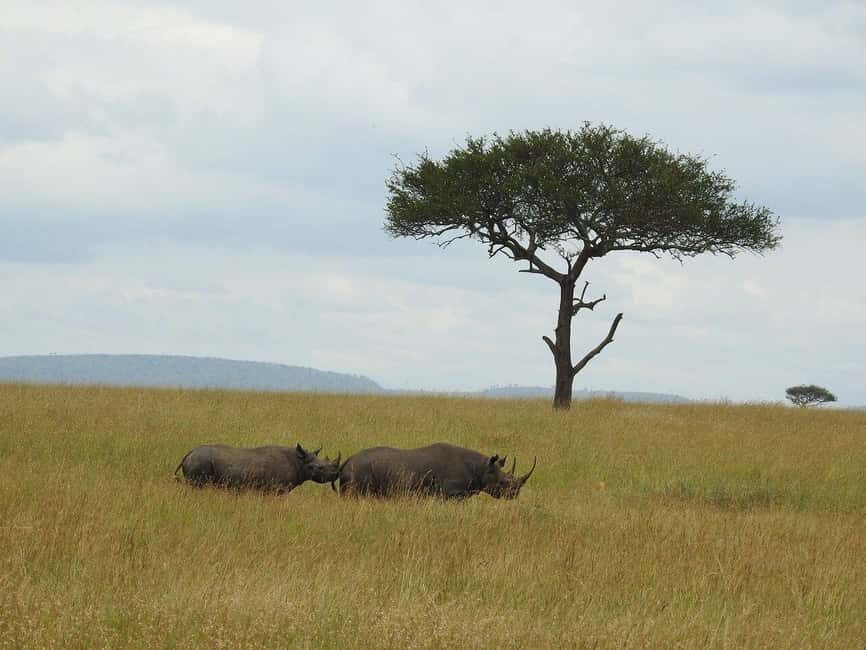 6 Day Safari Tarangire , Manyara , Ngorongoro & Serengeti - What Makes This Tour Stand Out
