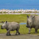 6-Day Tanzania Safari Adventure Journey Through the Wild - Practical Aspects and Value for Money