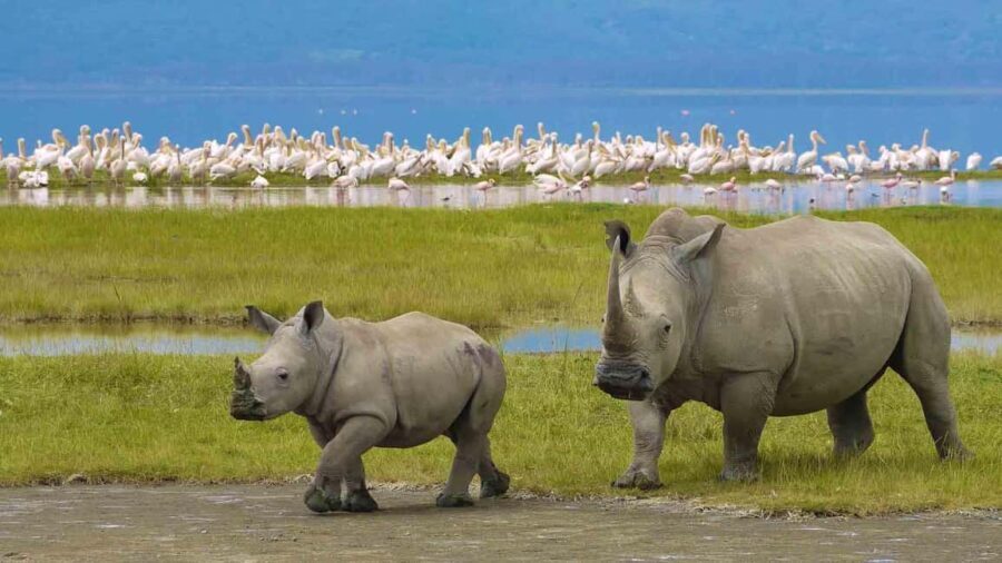 6-Day Tanzania Safari Adventure Journey Through the Wild - Practical Aspects and Value for Money