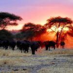 6-Day Tanzania Safari Adventure Wild Horizons Tour - An In-Depth Look at the 6-Day Tanzania Safari