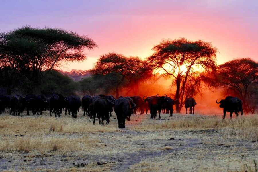 6-Day Tanzania Safari Adventure Wild Horizons Tour - An In-Depth Look at the 6-Day Tanzania Safari