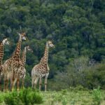 6-Day Tanzania Tour, experience wildlife Nature - What’s Included & What to Keep in Mind