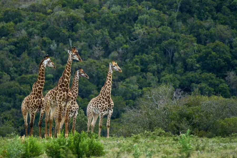 6-Day Tanzania Tour, experience wildlife Nature - What’s Included & What to Keep in Mind
