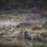 6 Day Tassie Tour Bundle: Island Icons - An Honest Look at the Itinerary